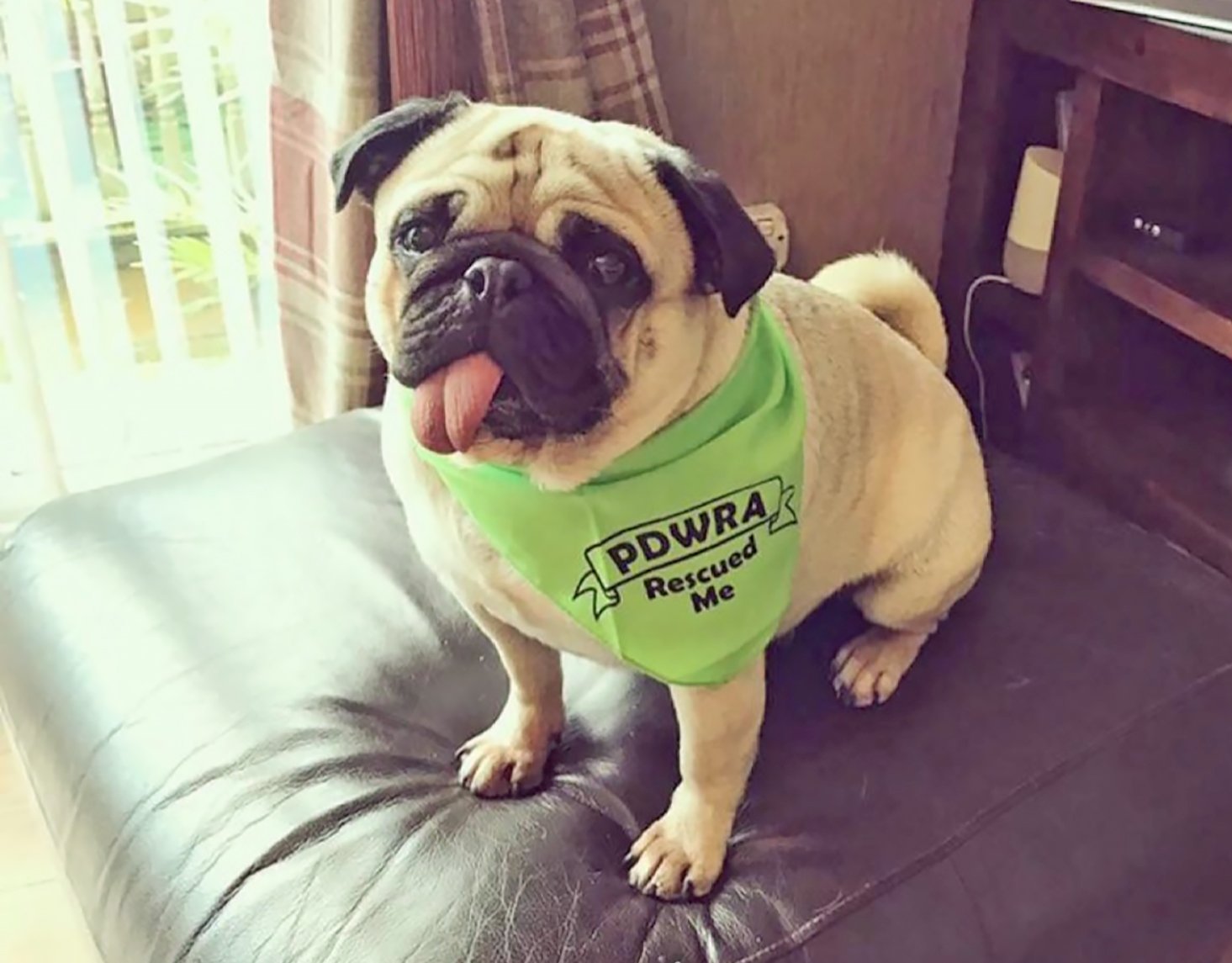 Margaret's Story of Adopting Winston