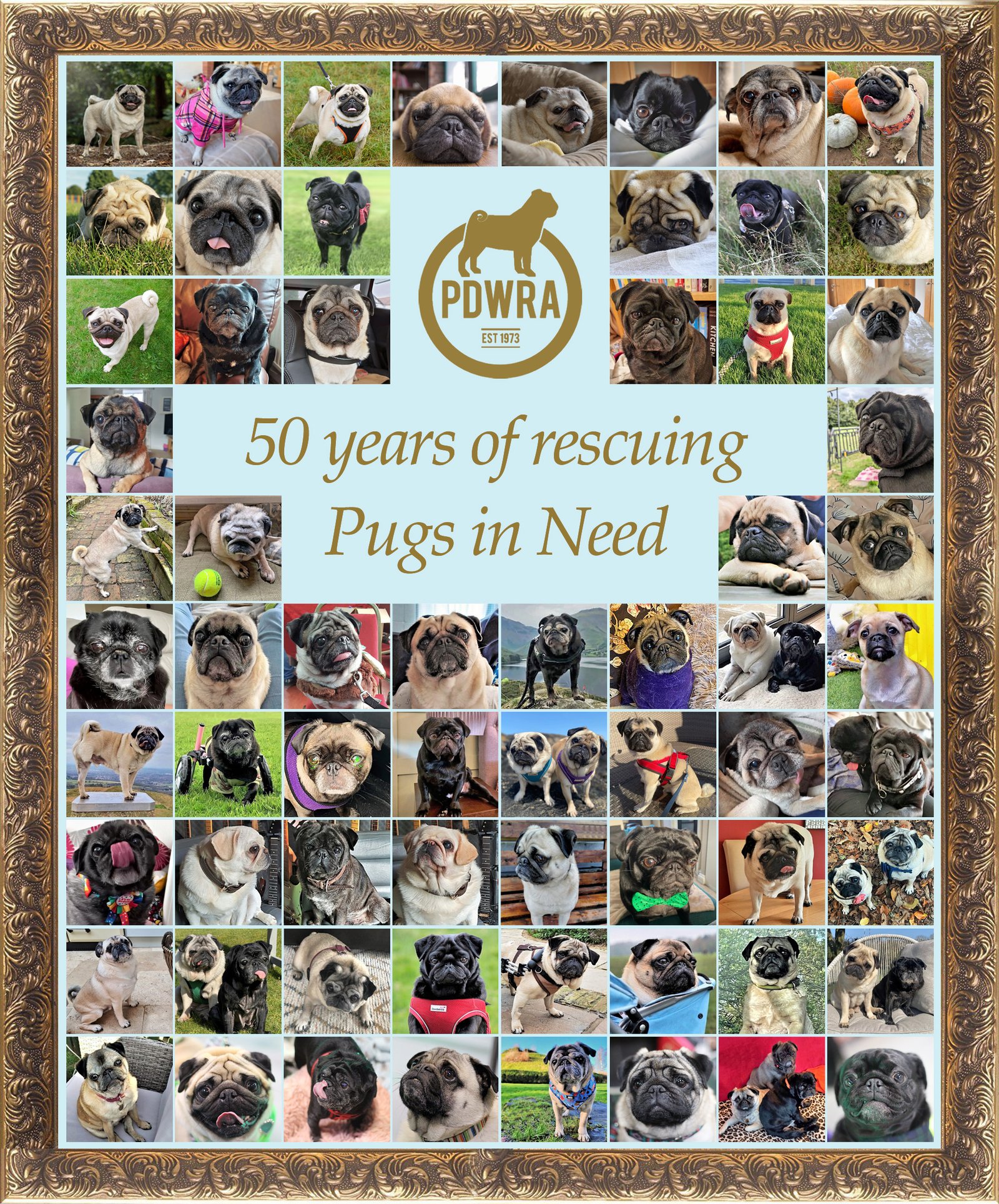 50 years of rescuing pugs