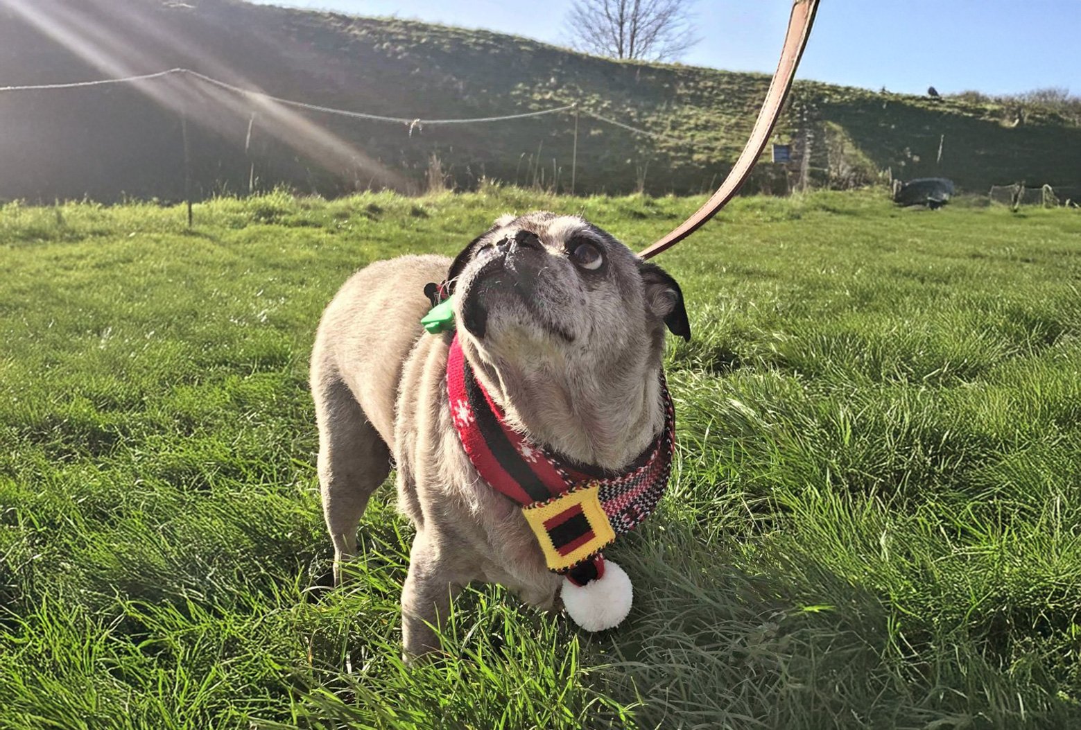 In Memory of Albus