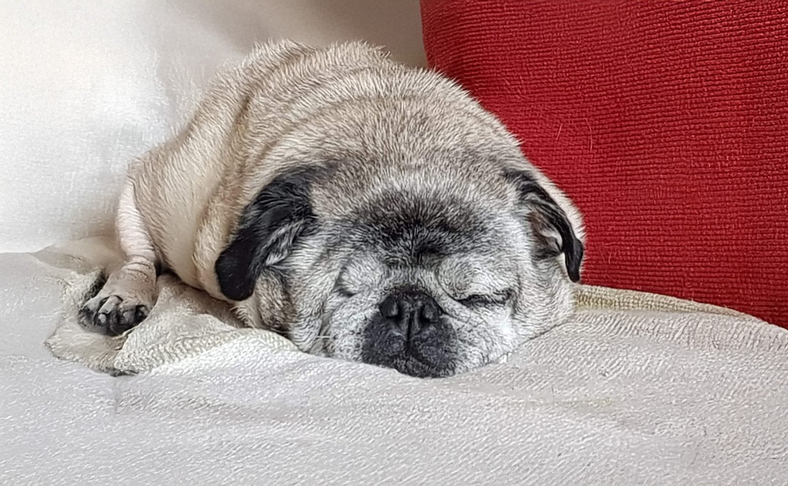 In Memory of Alfie