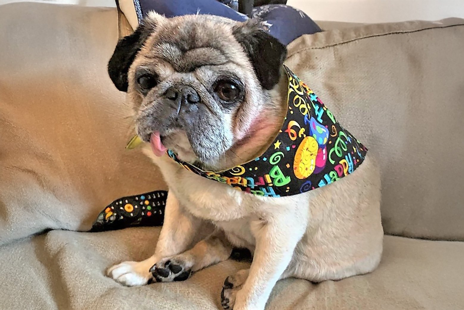 Happy 12th Birthday Archie!