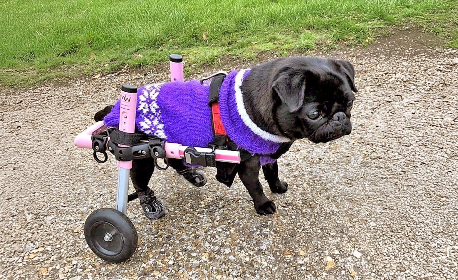 Run free, Ava!