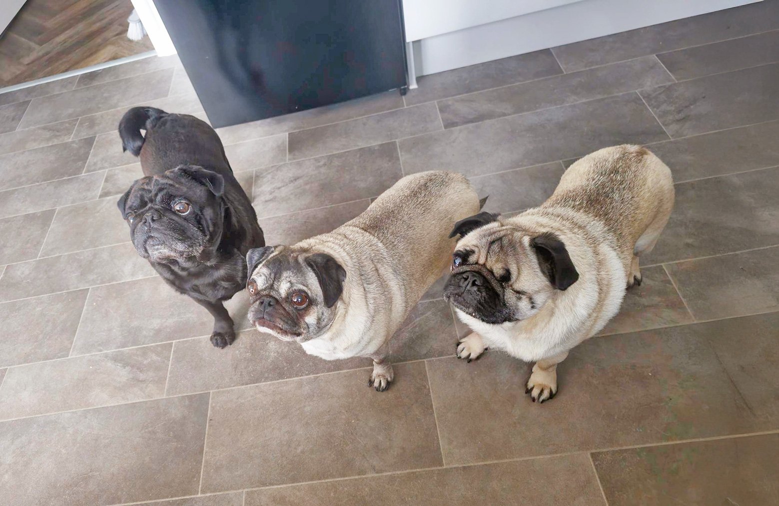 Bo with siblings Reggie and Lola