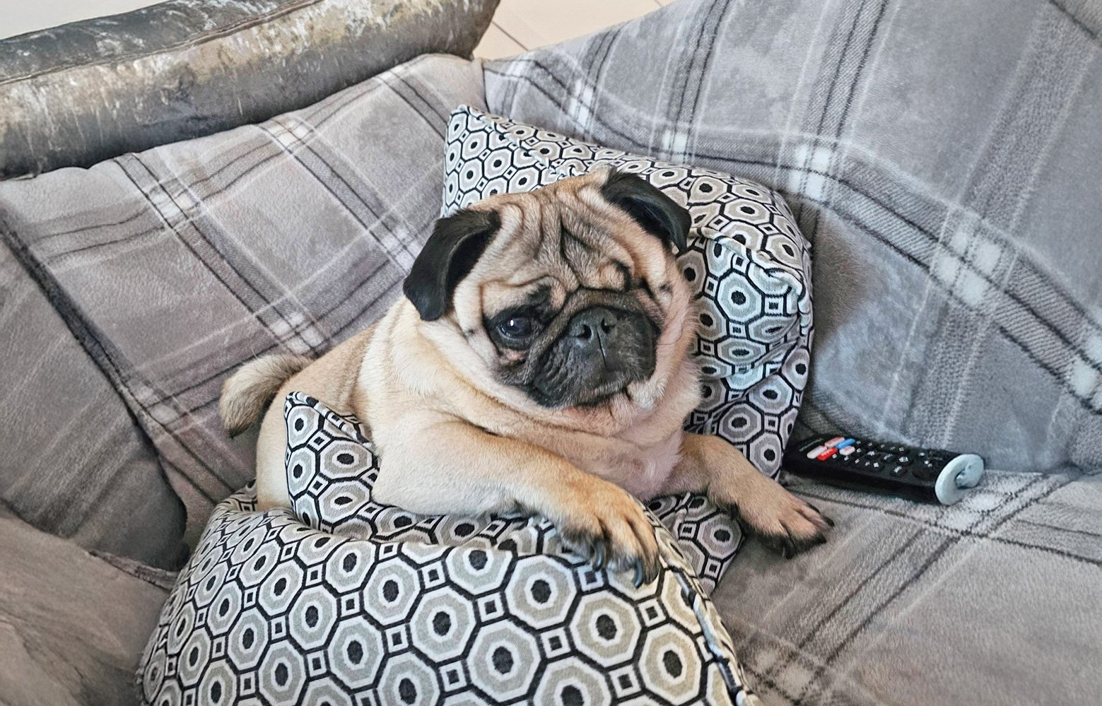 Bo taking it easy