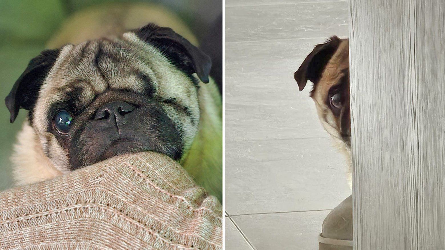 Oscar's favourite pictures of Bo