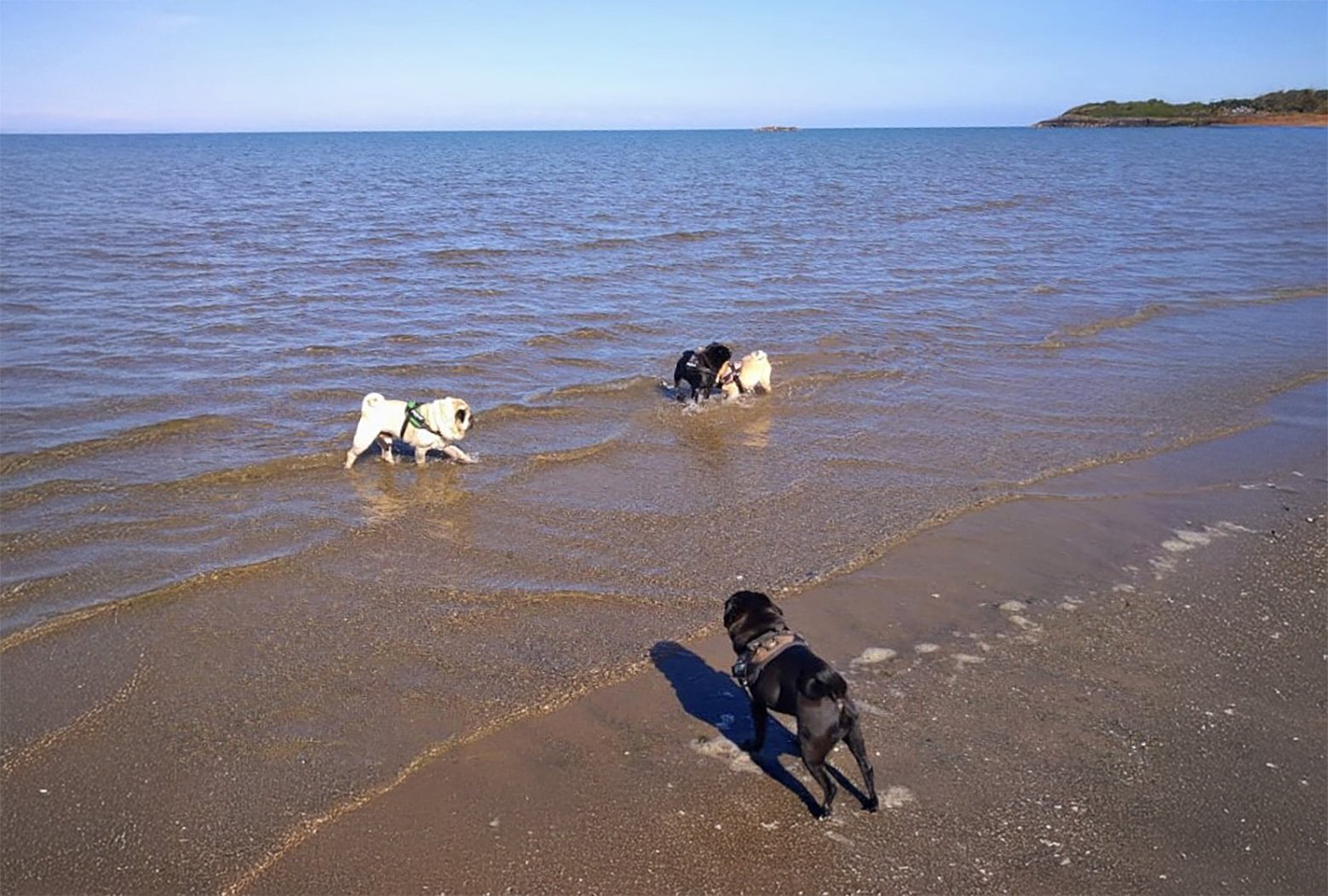 Buddy & Belle on the Isle of Man