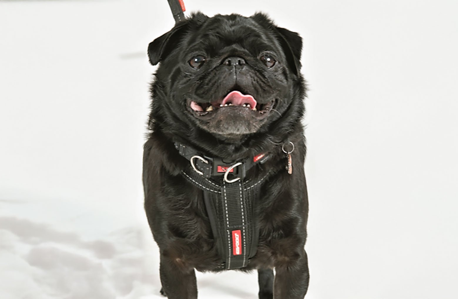 Our Darling Baloo!