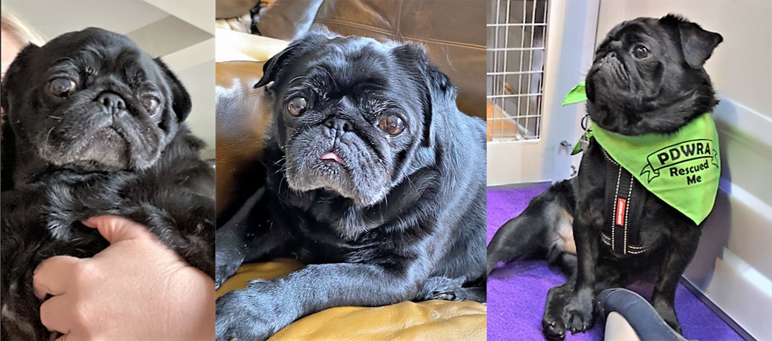 Our Darling Baloo!