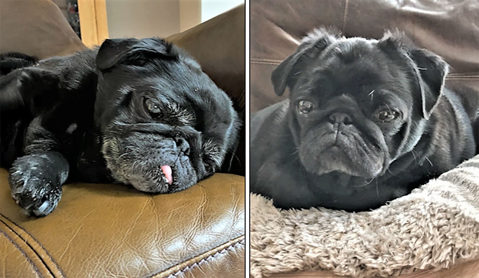 Our Darling Baloo!