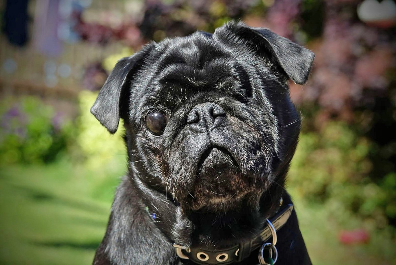 Happy National Black Dog Day!