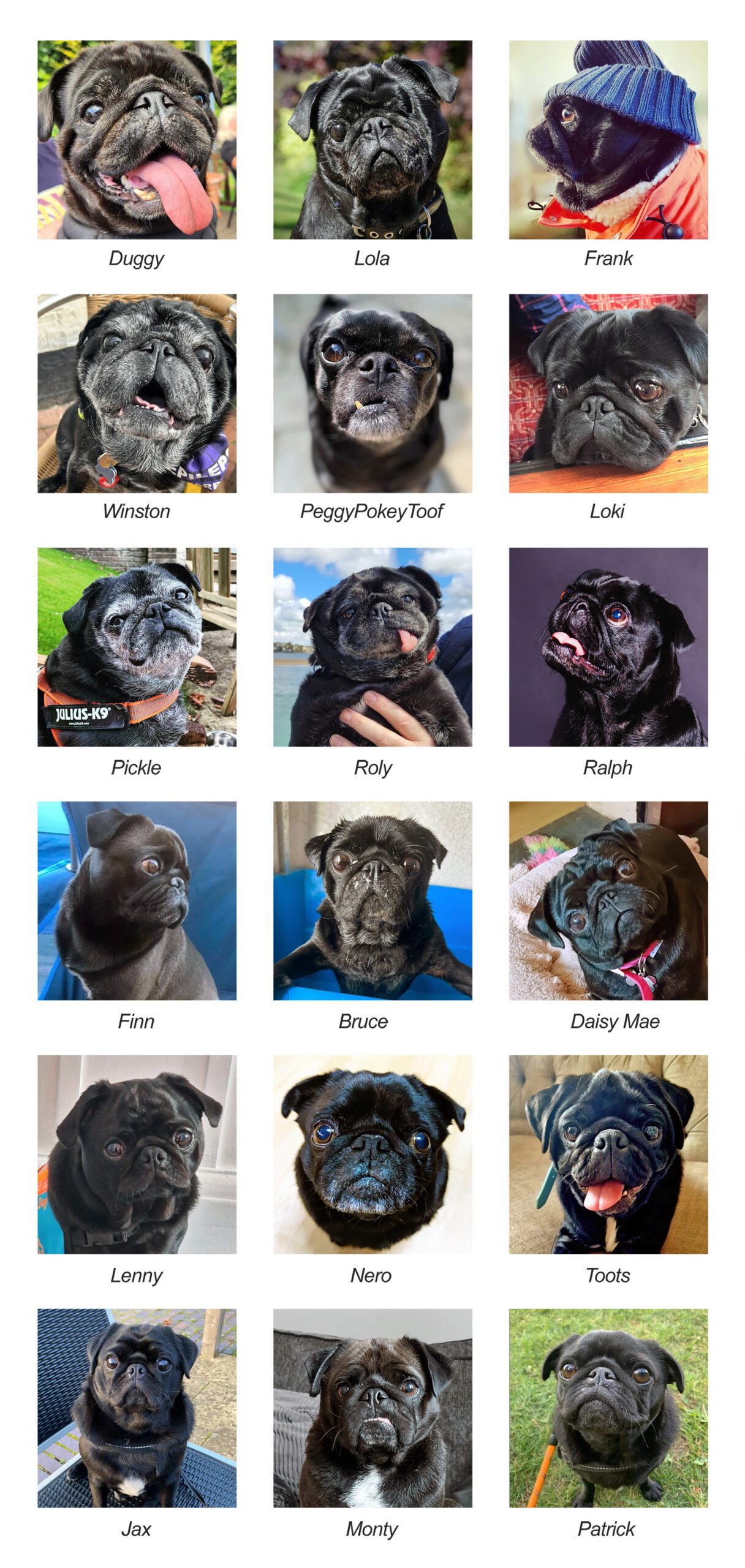 Happy National Black Dog Day!