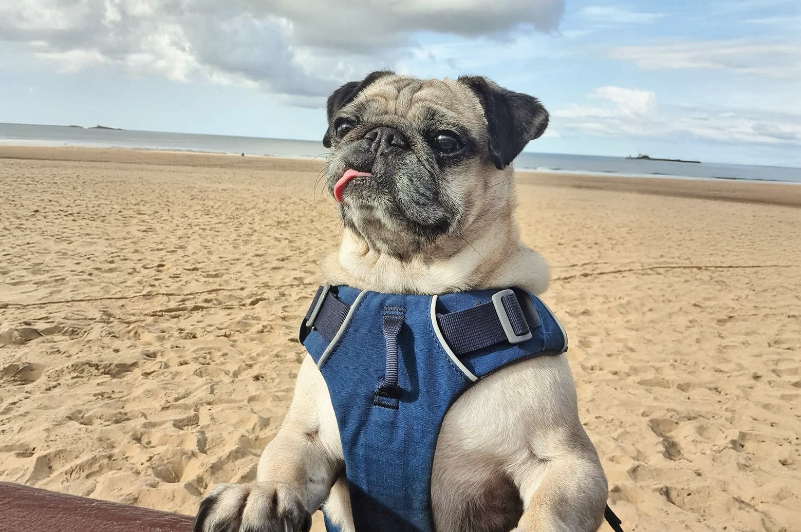 International PUG Day