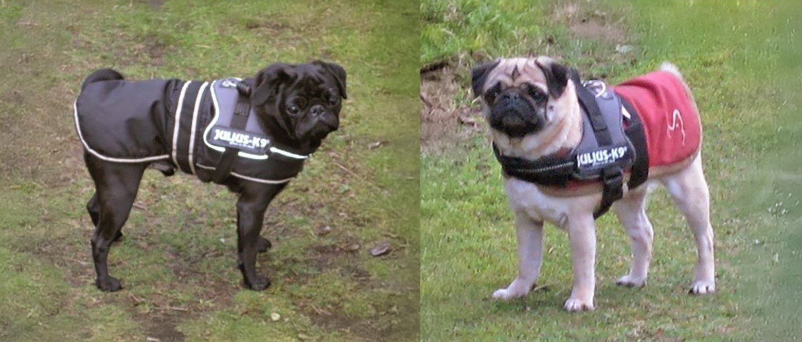 Buddy and Belle