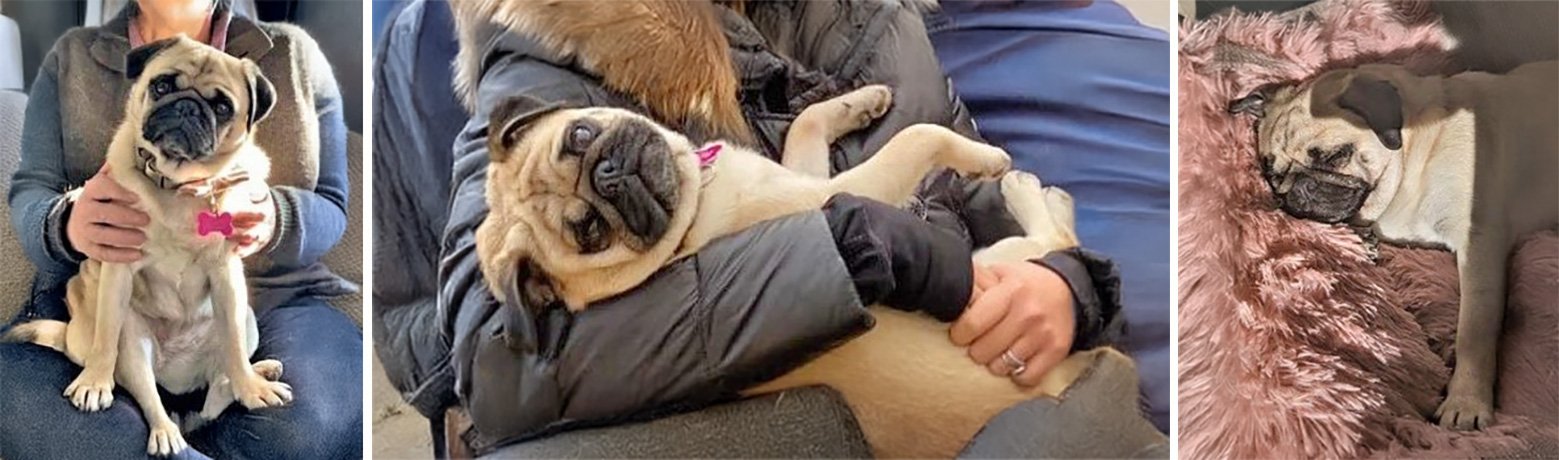 Adopting Daisy