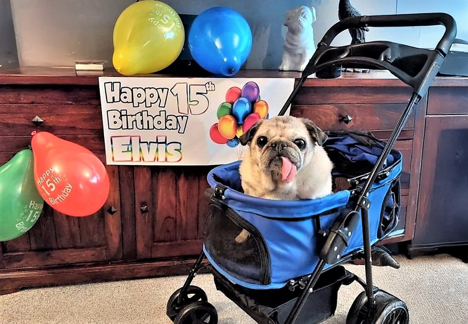 Happy 15th Birthday to Elvis!