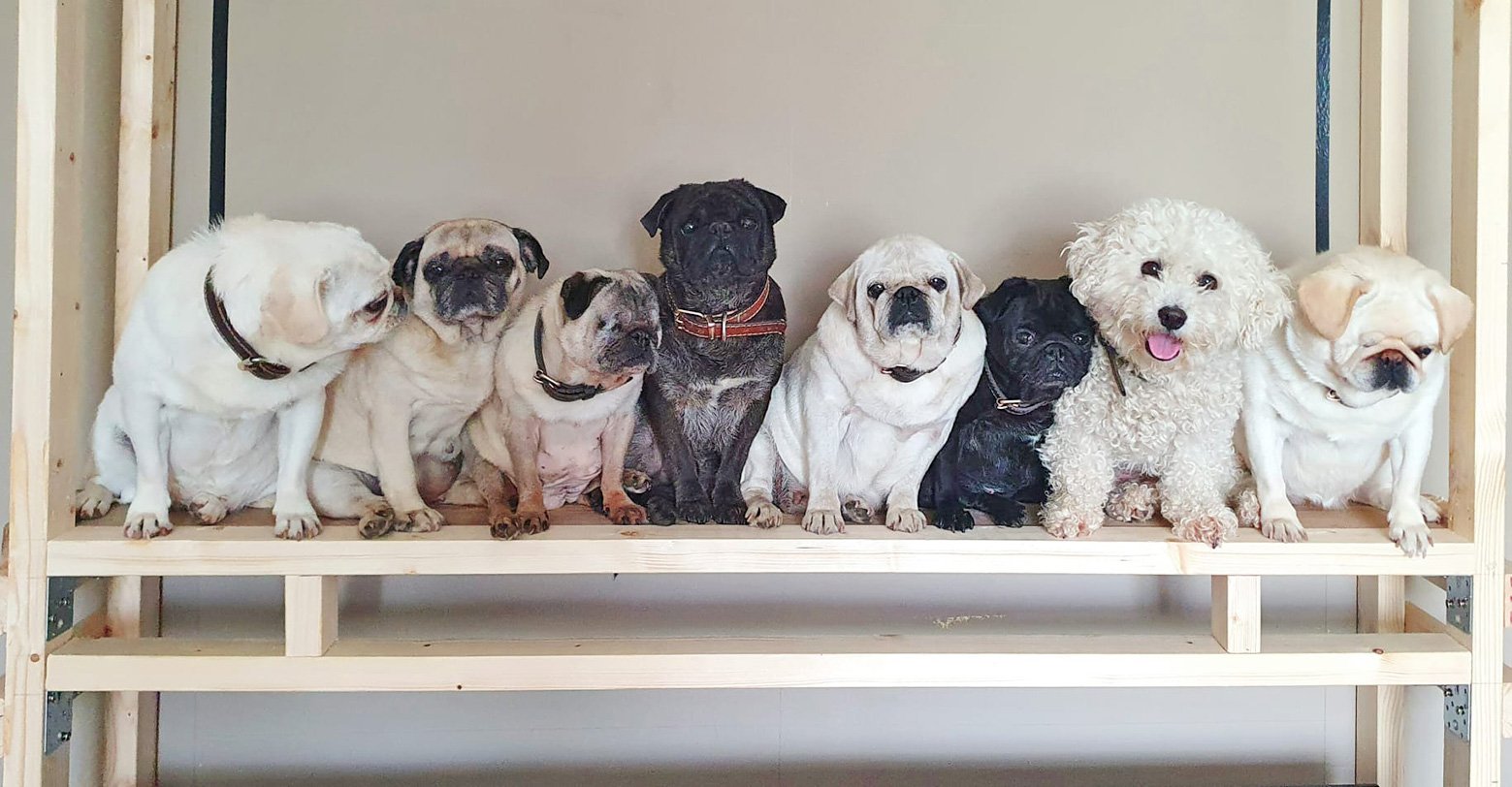 Fosterer Steve & the Grumble!