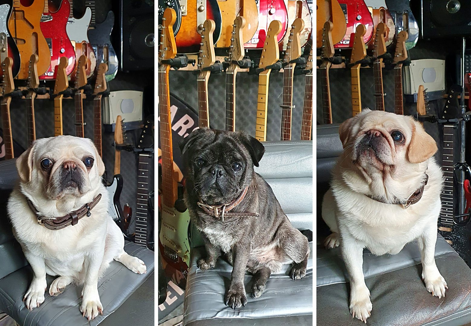 Fosterer Steve & the Grumble!