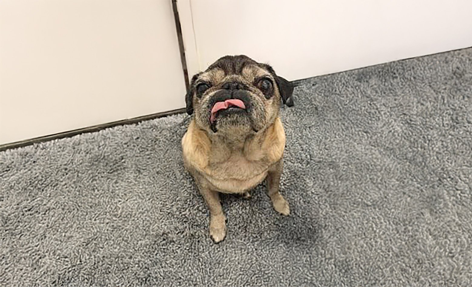 Our Beloved Frank