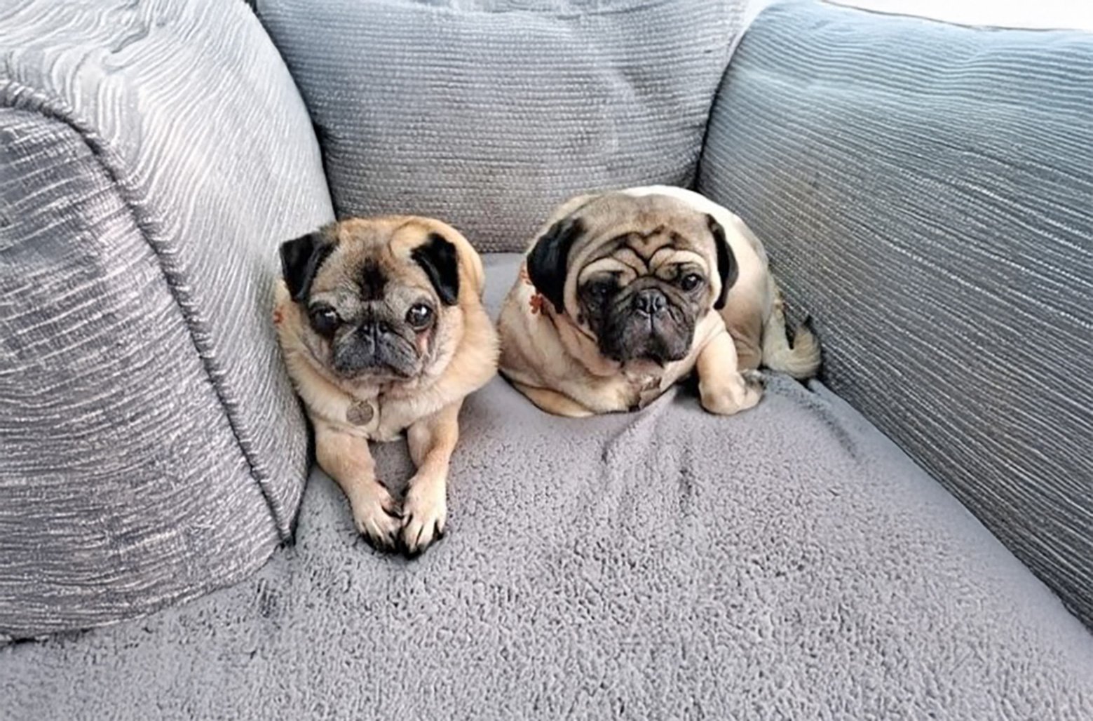 Fred & Mollie's Story