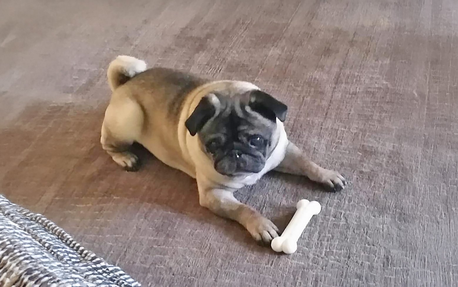 In Memory of Fudge