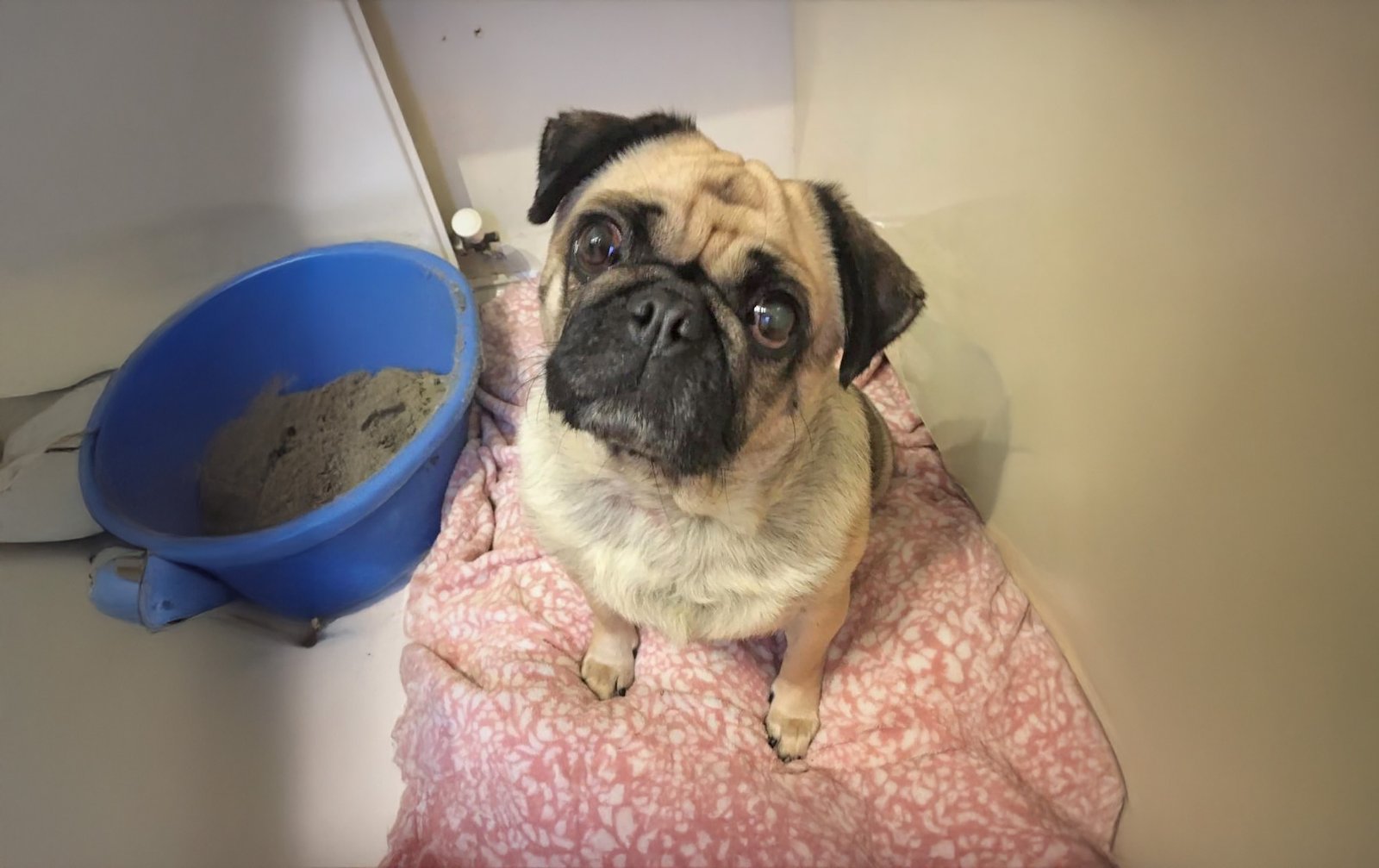 Gracie’s Story