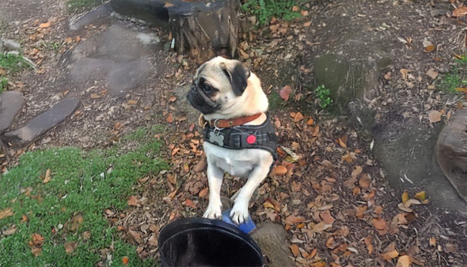Harlee's Story