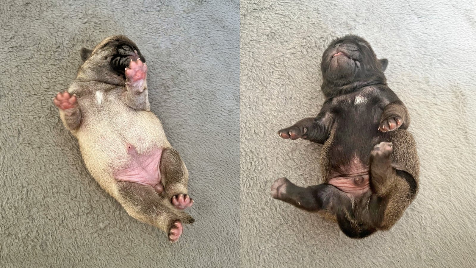 When unexpected puppies arrive
