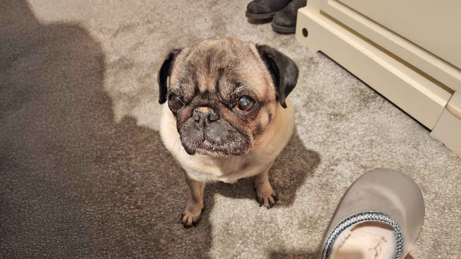 Winnie is one of Helen's fosters