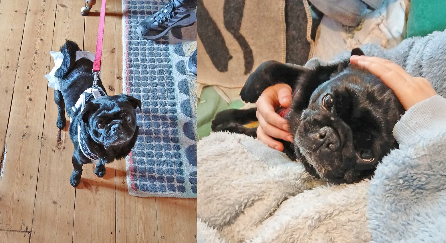 Henry safe and happy at home