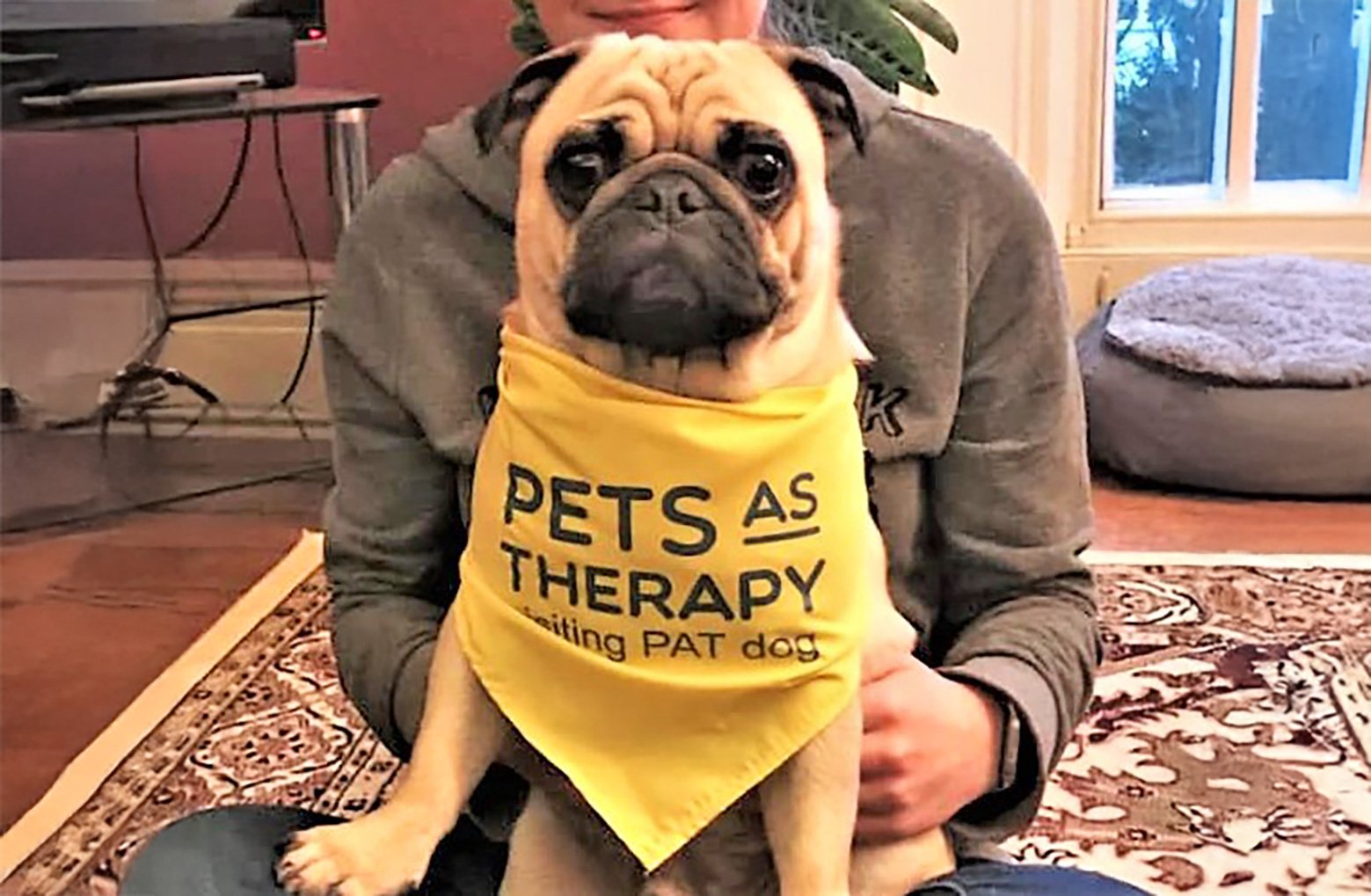 Hughie, from naughty to therapy dog!