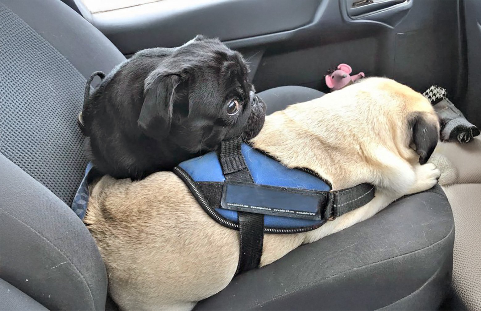 Hughie, from naughty to therapy dog!