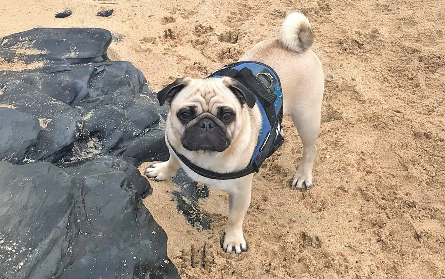 Hughie, from naughty to therapy dog!