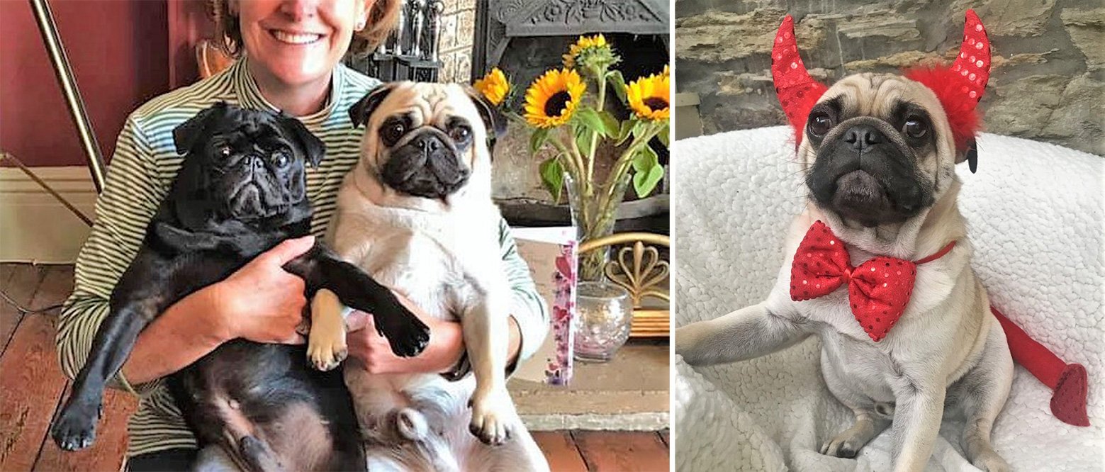 Hughie, from naughty to therapy dog!