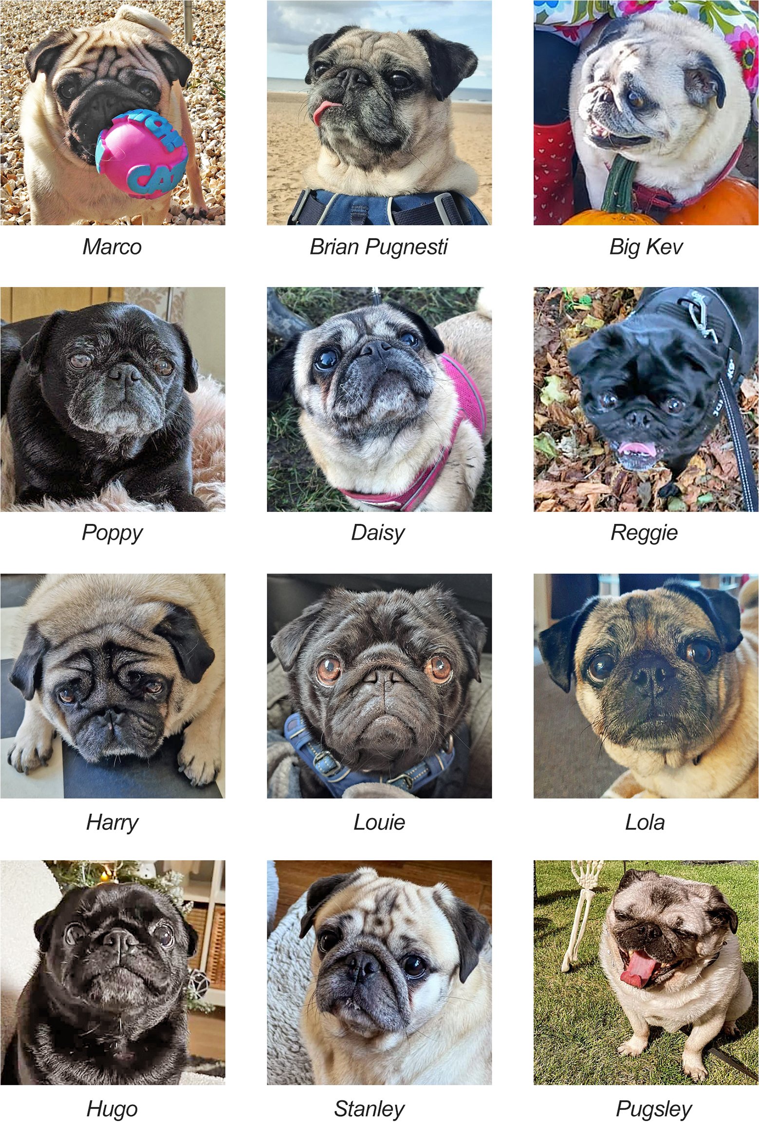 International PUG Day