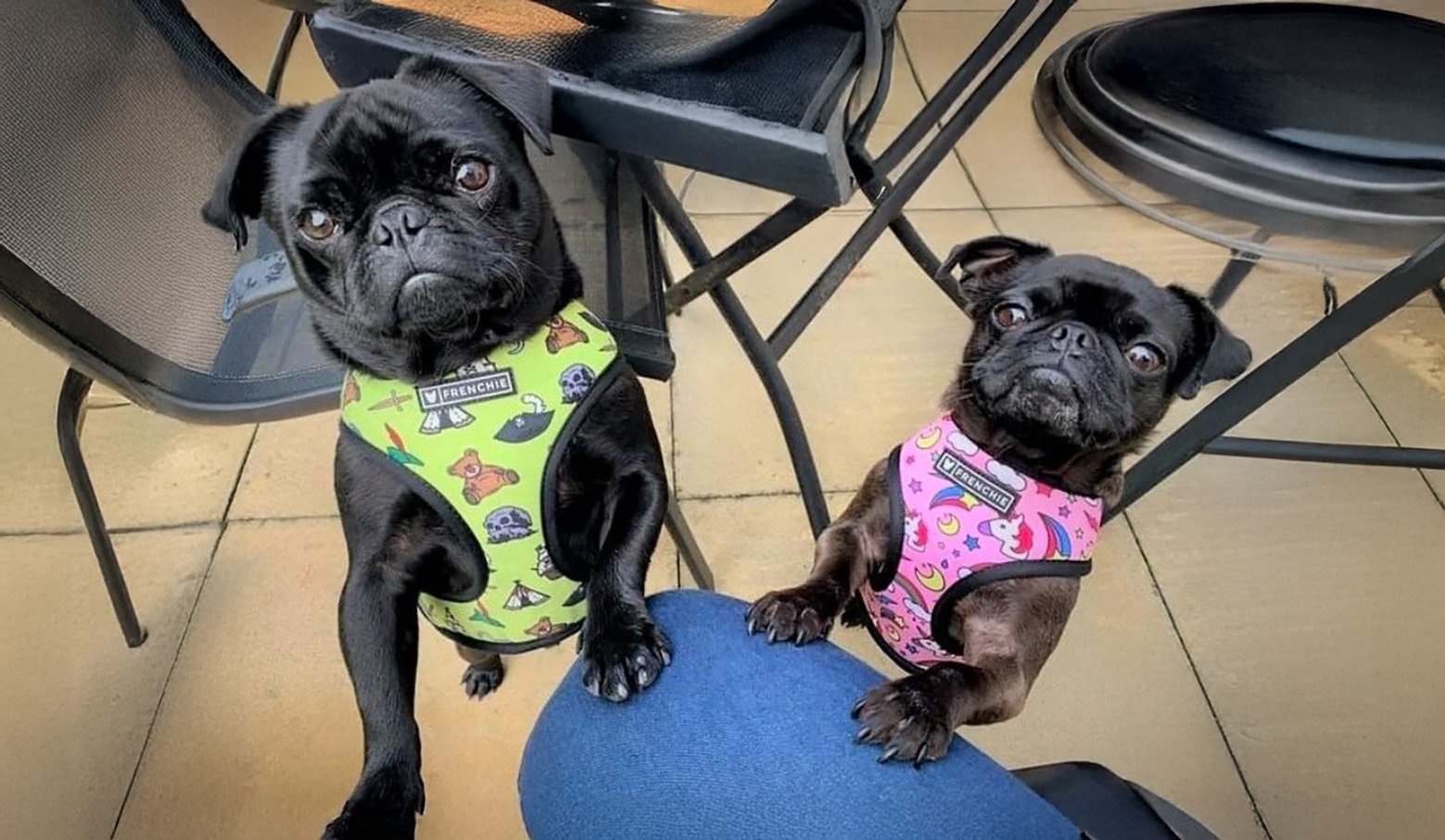 Happy 1st Gotcha Day, Jelly!