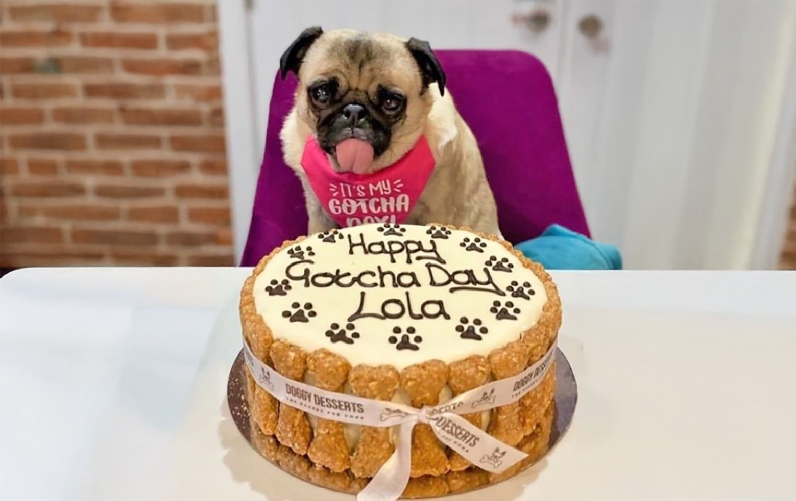 Happy Gotcha Day to Lola!