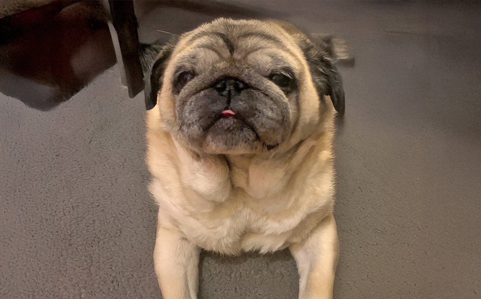 Our Wonderful Louie!