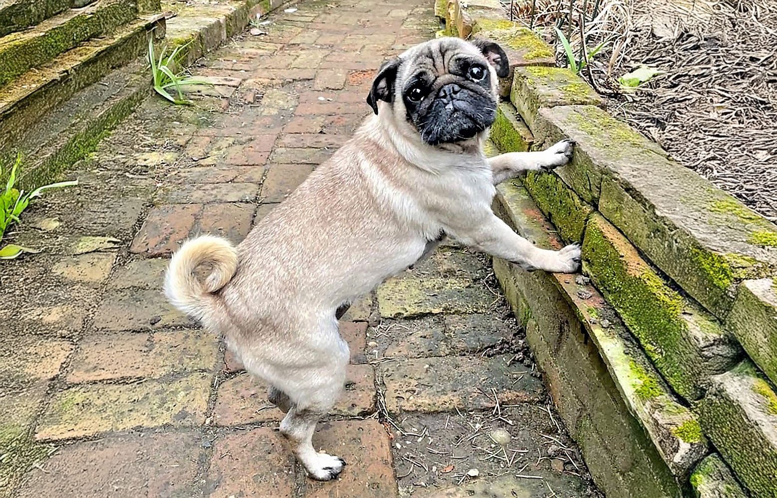Lucy’s Journey to her Forever Home