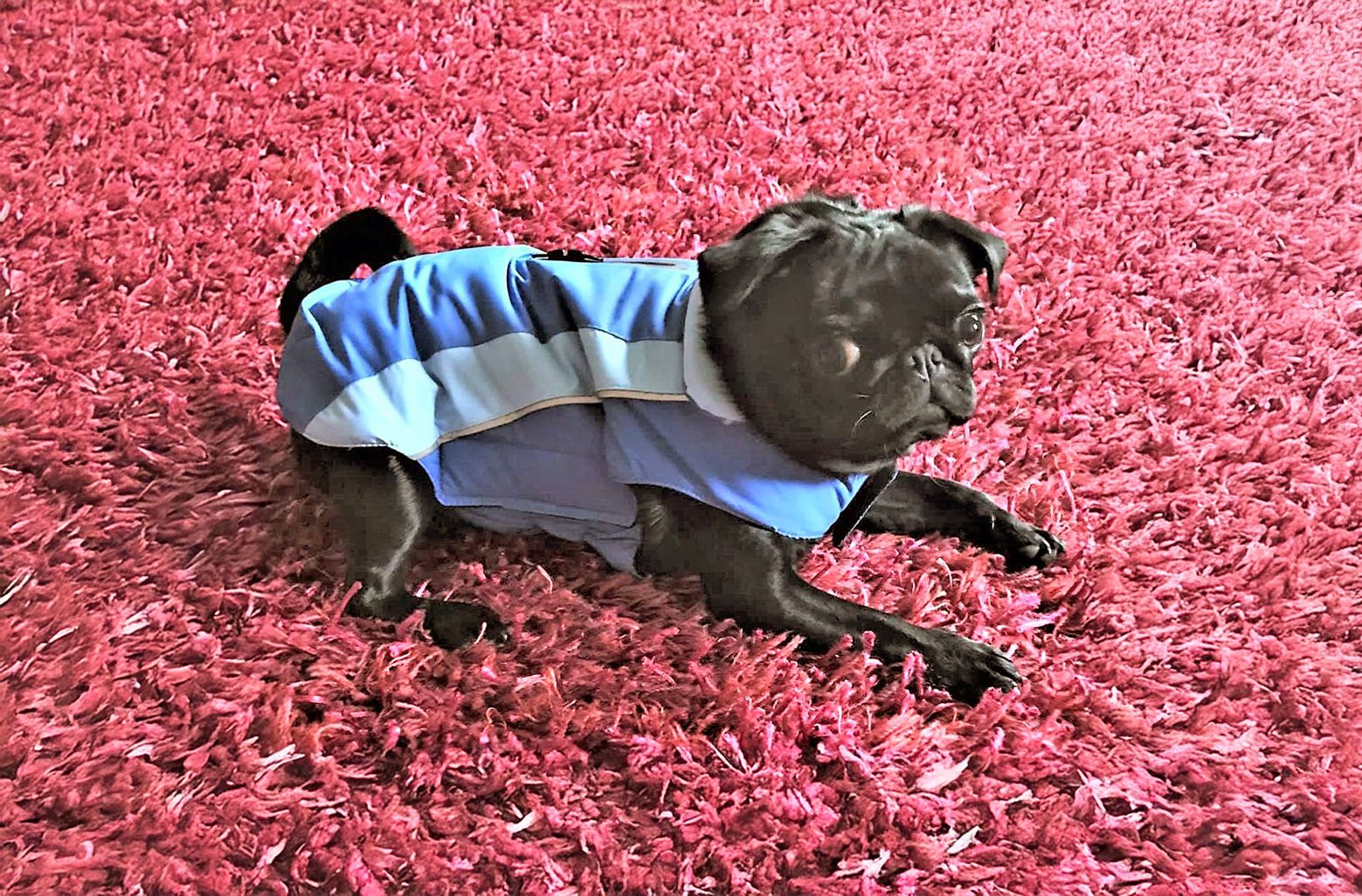 In Memory of Luther