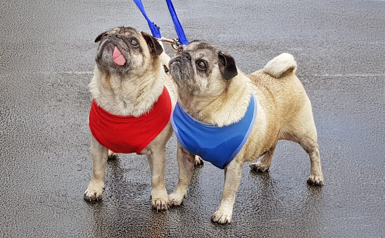 Minnie and Bugsby out for a walk