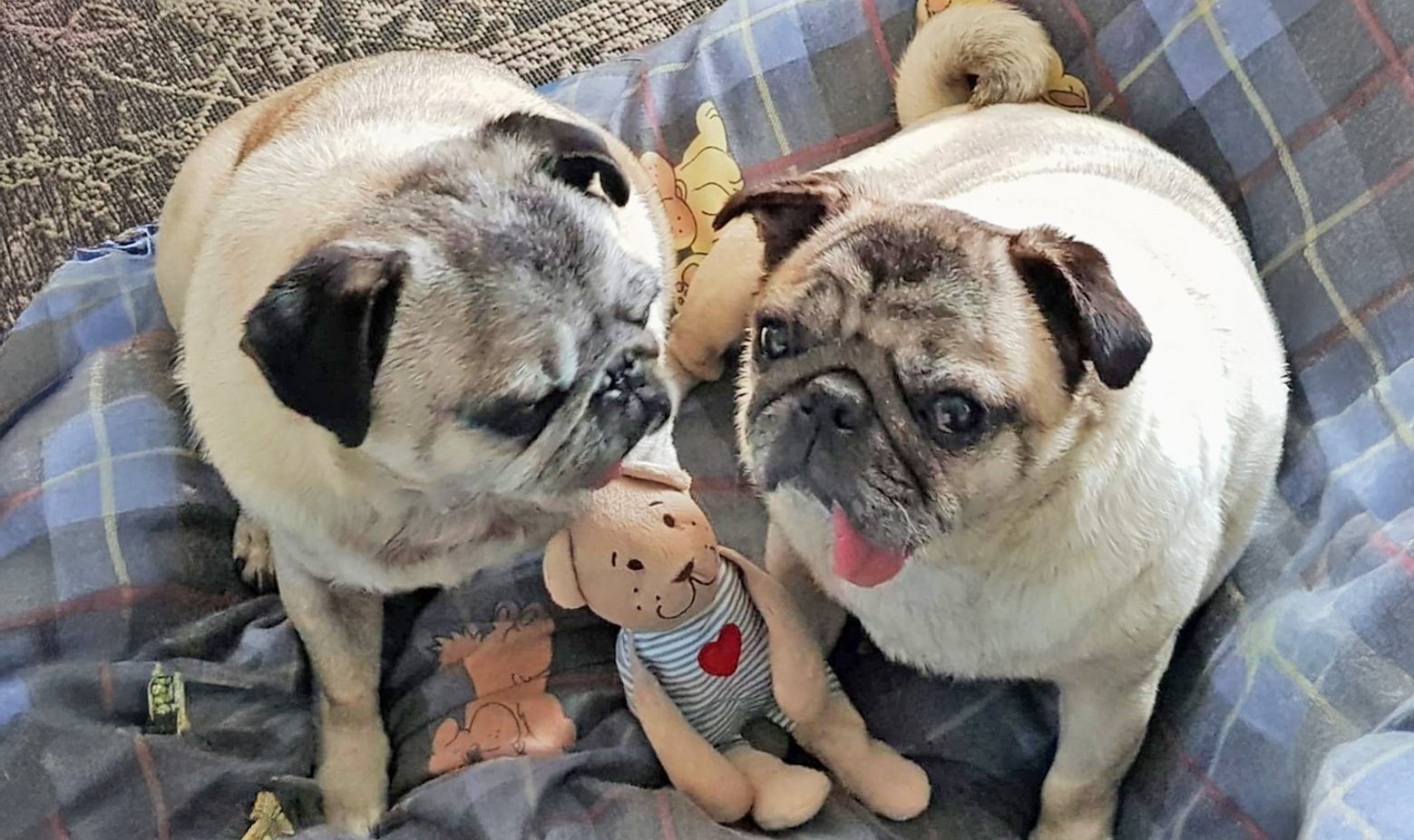 Minnie and Bugsby at home