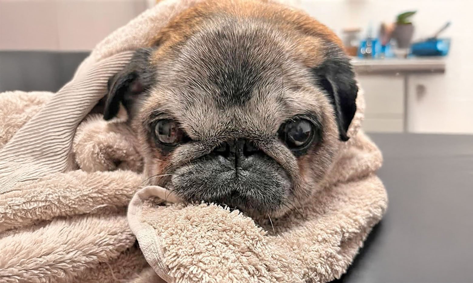 In Memory of Mollie