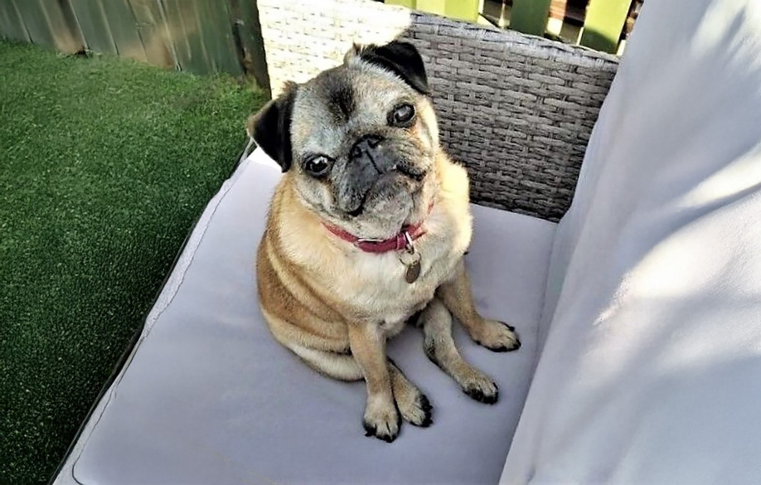 Happy 4th Gotcha Day Mollie!