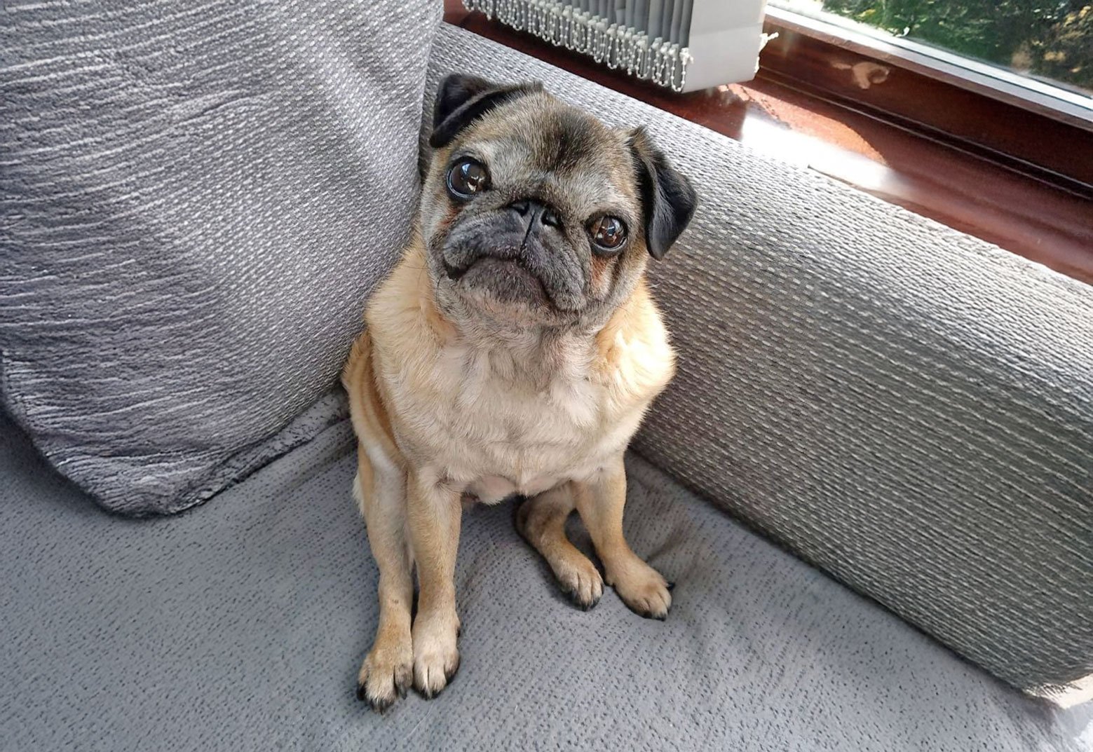 In Memory of Mollie