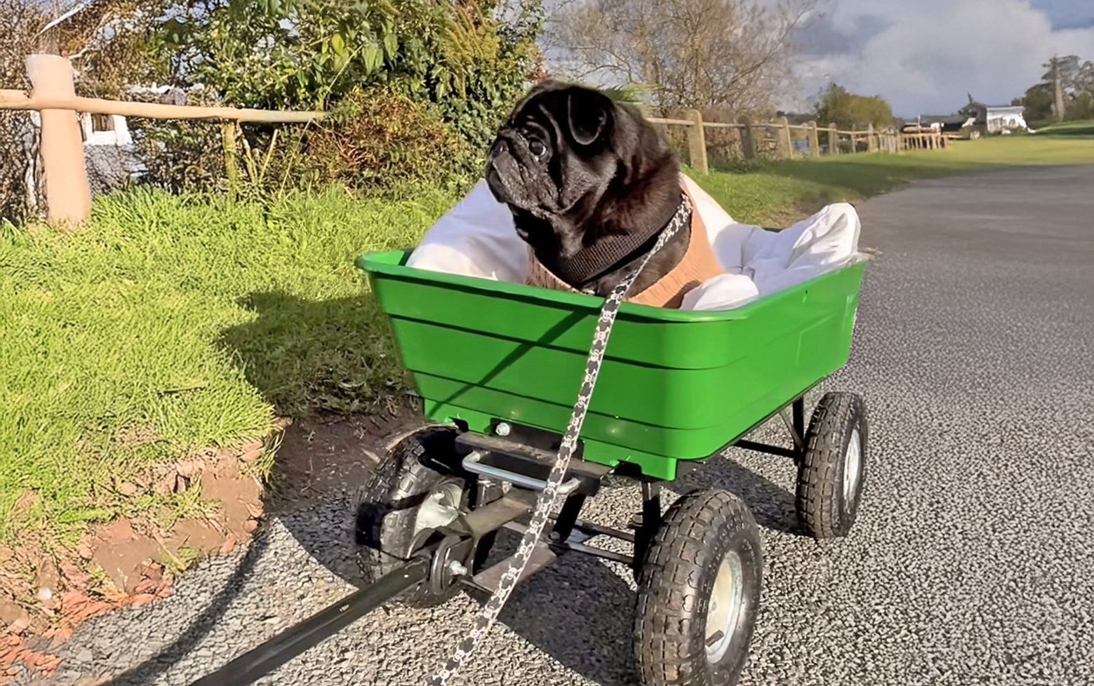 Mr. Bentley going for a ride