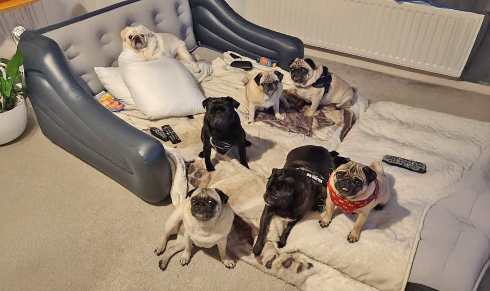 Nicola and her pugs