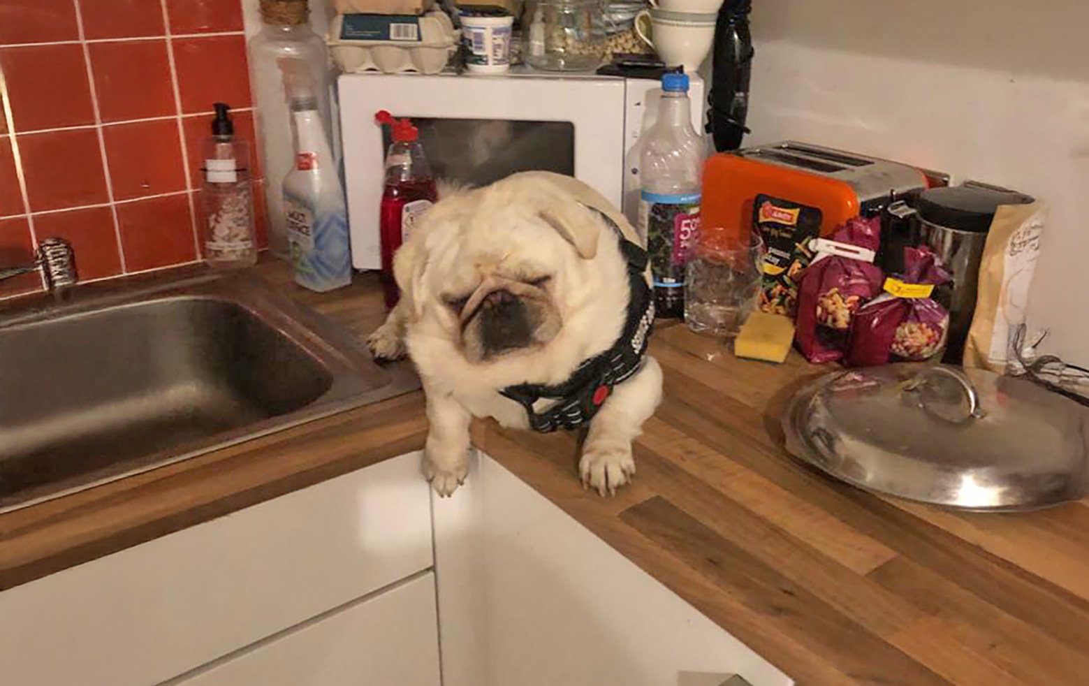Nicola and her pugs