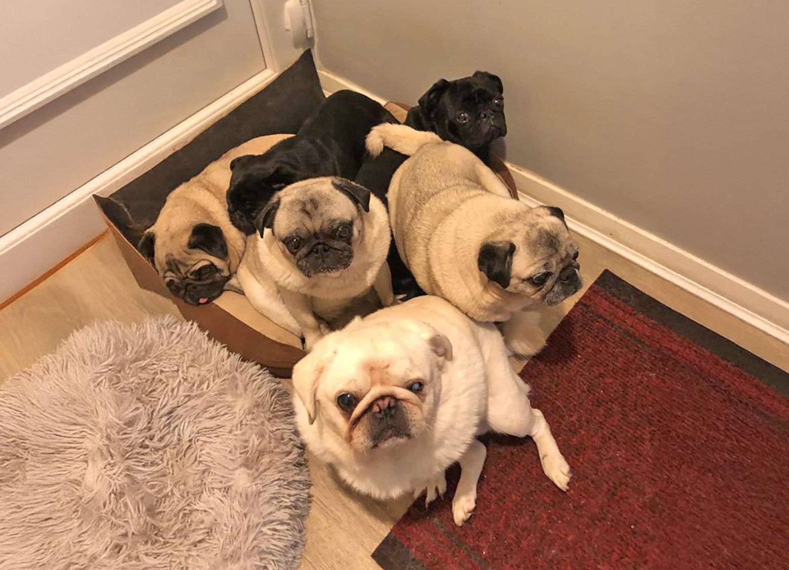 Nicola and her pugs