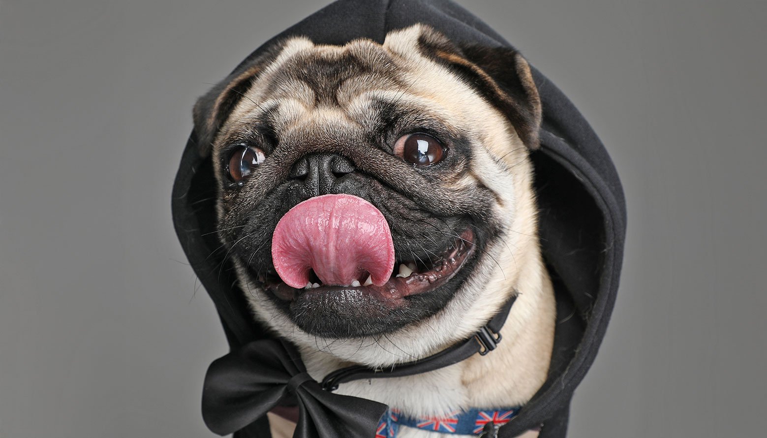 Meet Pangpang the Pug!