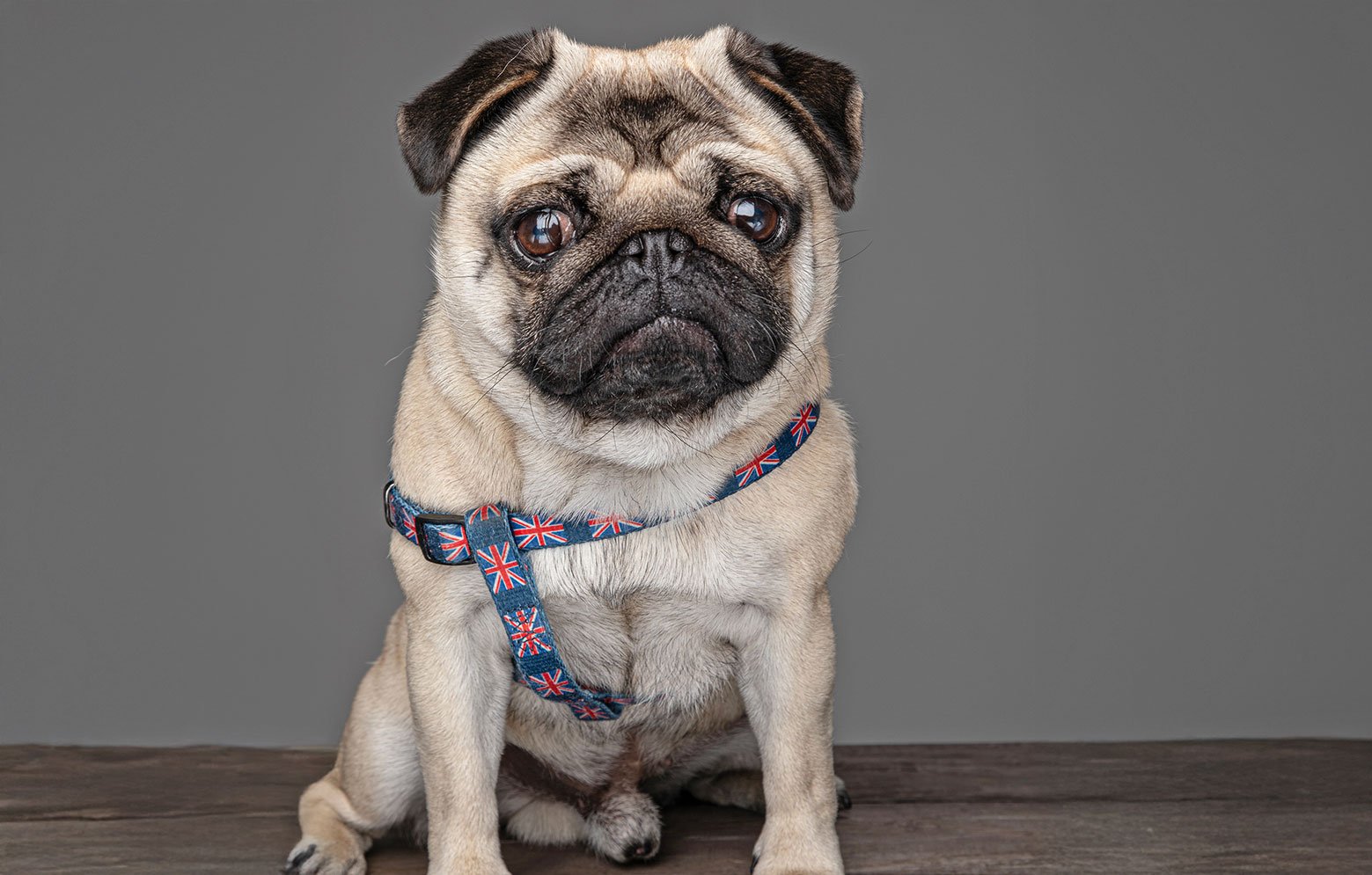 Meet Pangpang the Pug!